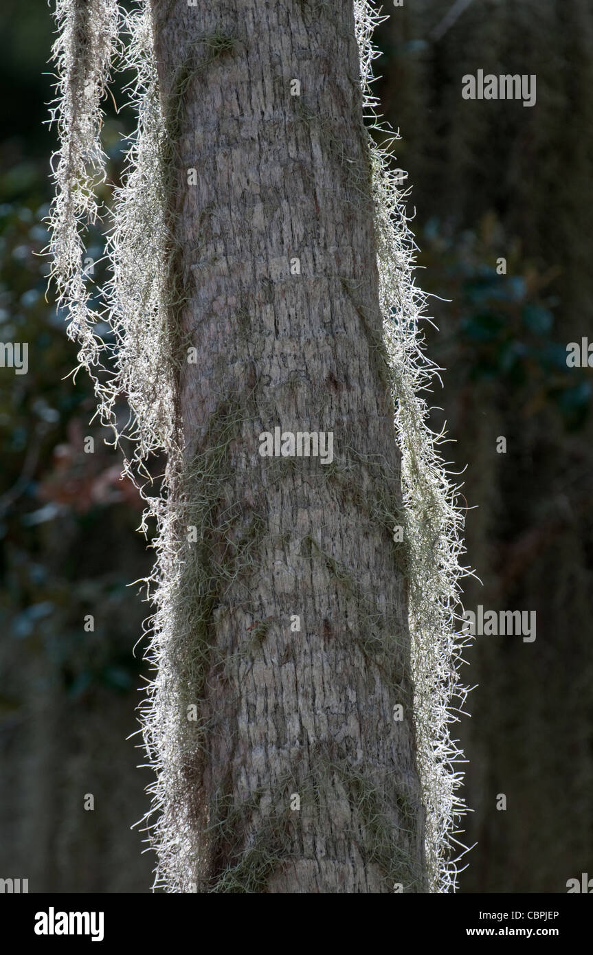 Tillandsia usneoides bromeliad hi-res stock photography and images - Alamy