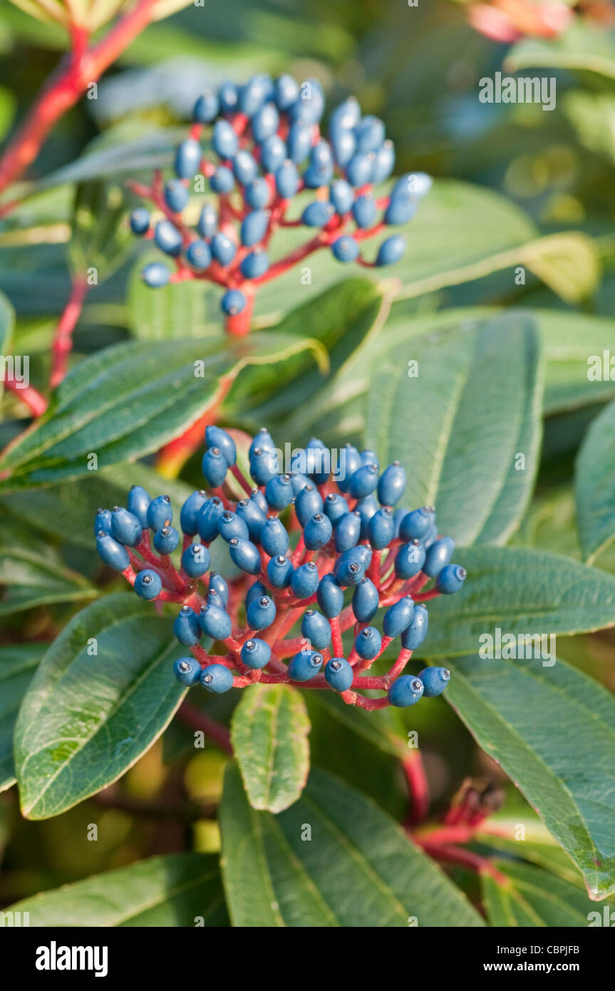 Viburnum davidii. Blue berries in winter Stock Photo Alamy