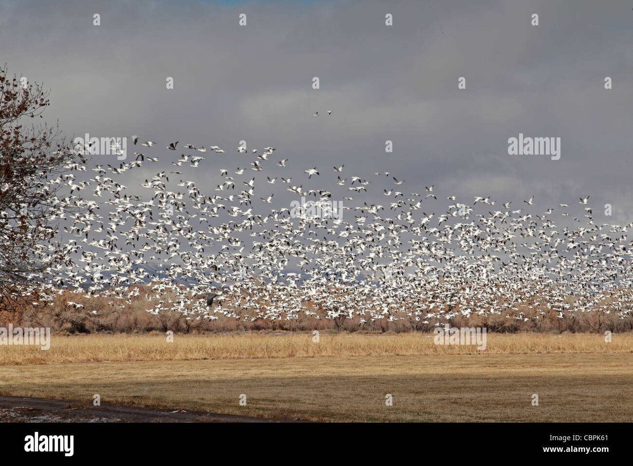 Flock of snow Geese flying over a corn field Stock Photo