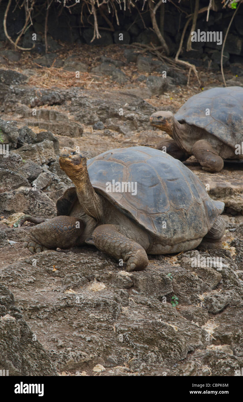 Fabulous Giant Tortoises with shells on Santa Cruz Highlands Galapagos ...