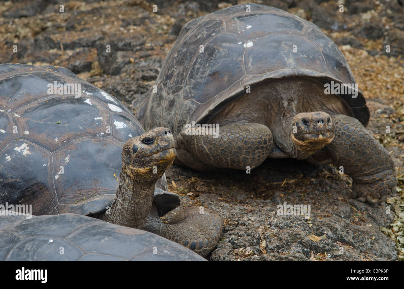 Fabulous Giant Tortoises with shells on Santa Cruz Highlands Galapagos ...