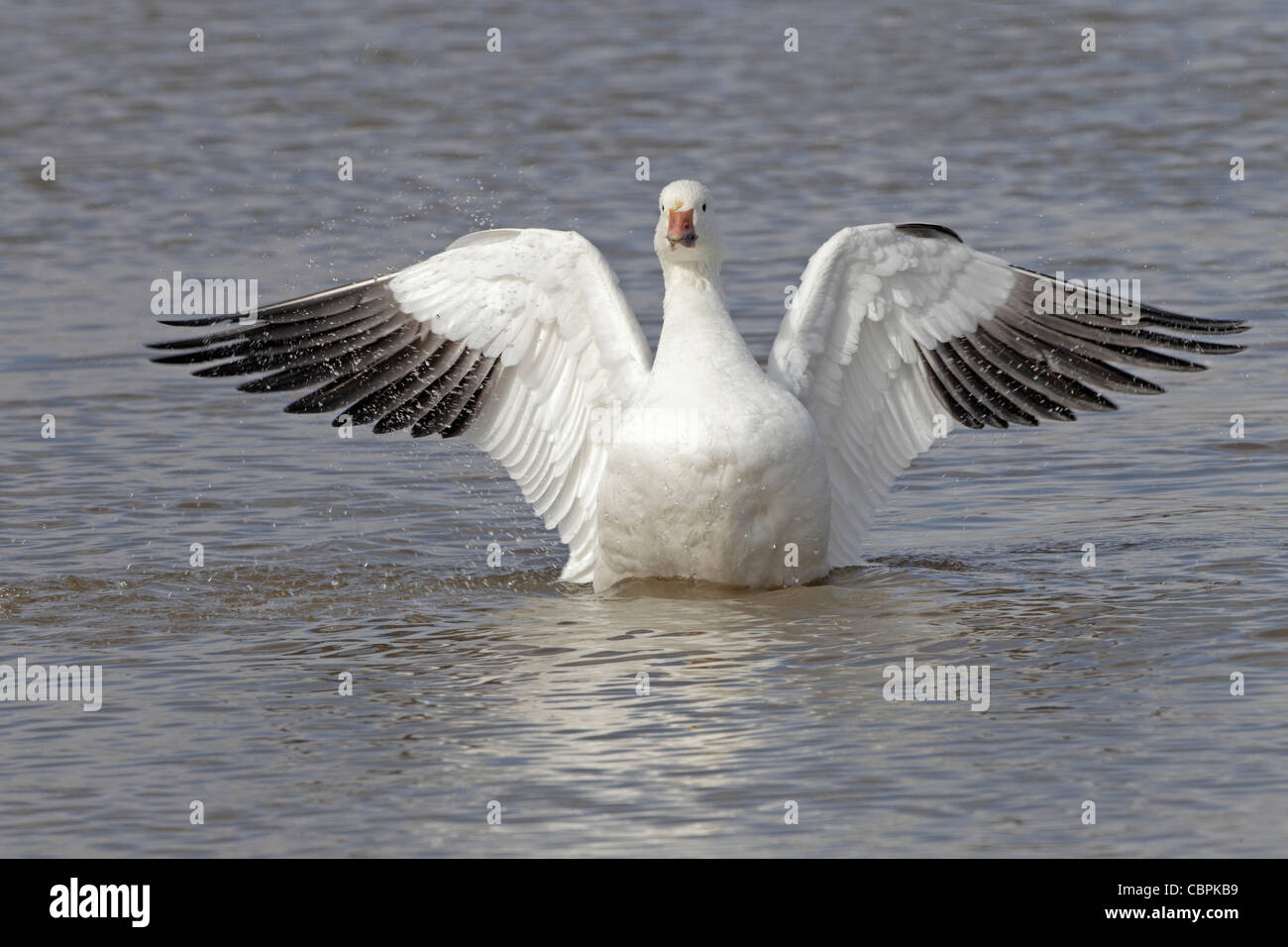 Snow goose flapping its wings on a pond Stock Photo