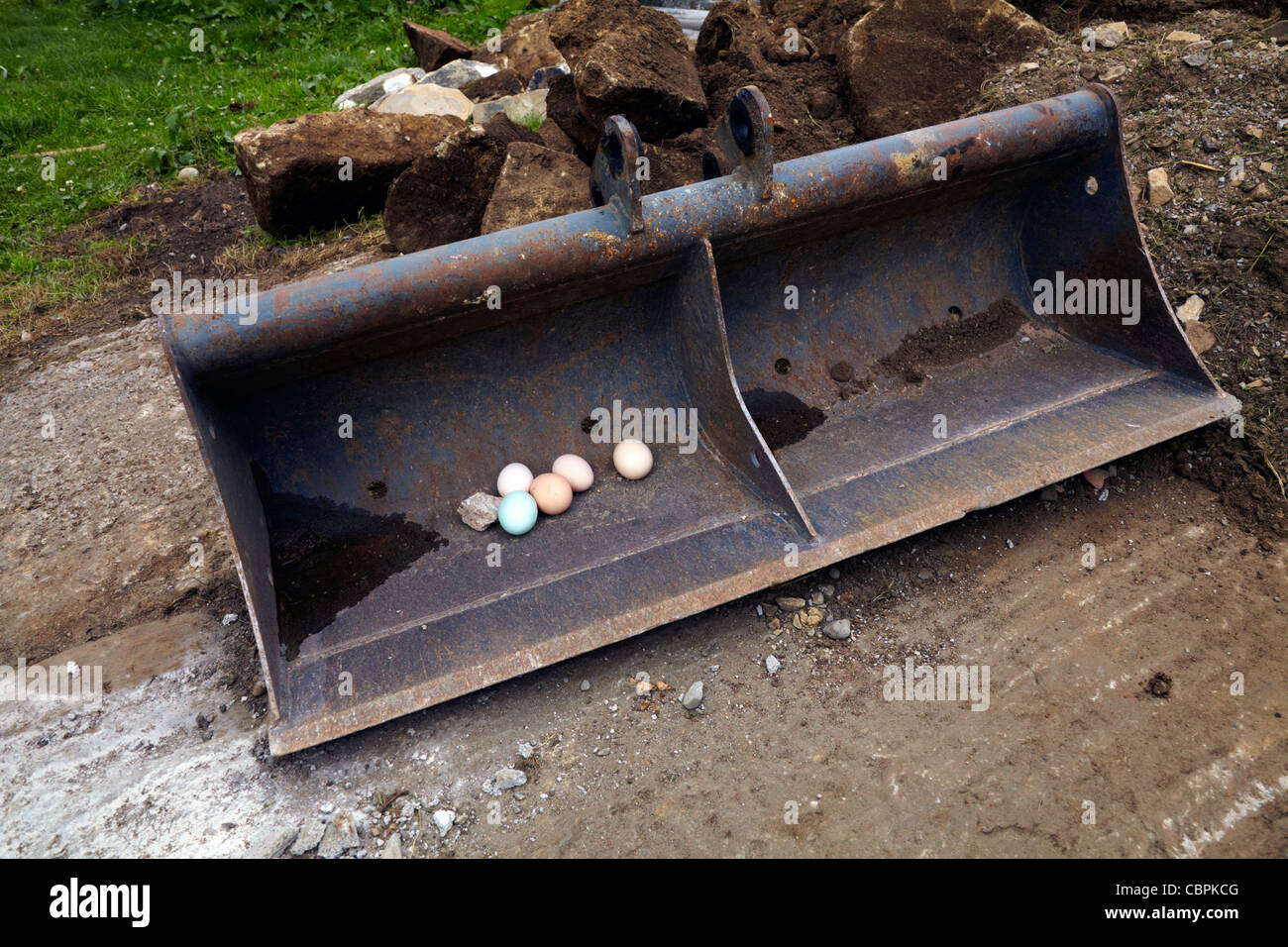 Chicken and Duck eggs in digger bucket Stock Photo