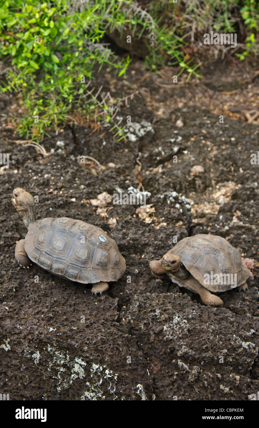 Fabulous babyTortoises with shells on Santa Cruz Highlands Galapagos ...