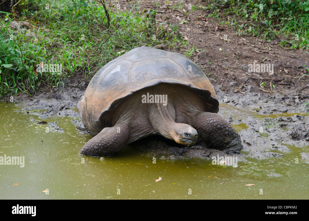 Fabulous Giant Tortoises with shells on Santa Cruz Highlands Galapagos ...