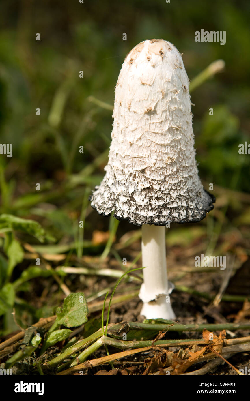 Shaggy ink cap mushroom Coprinus Comatus Stock Photo