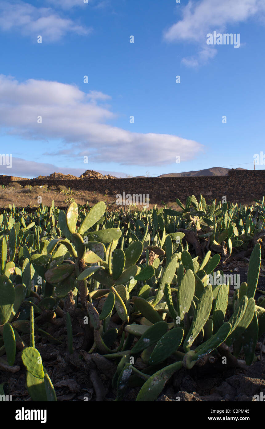 Captus garden at Mala. Lanzarote. Canary Islands. Spain Stock Photo Alamy