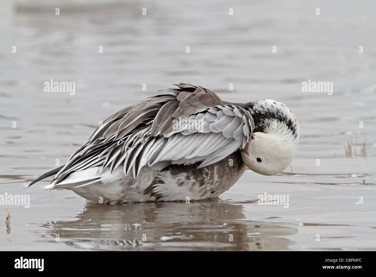 Blue morph snow goose hires stock photography and images Alamy