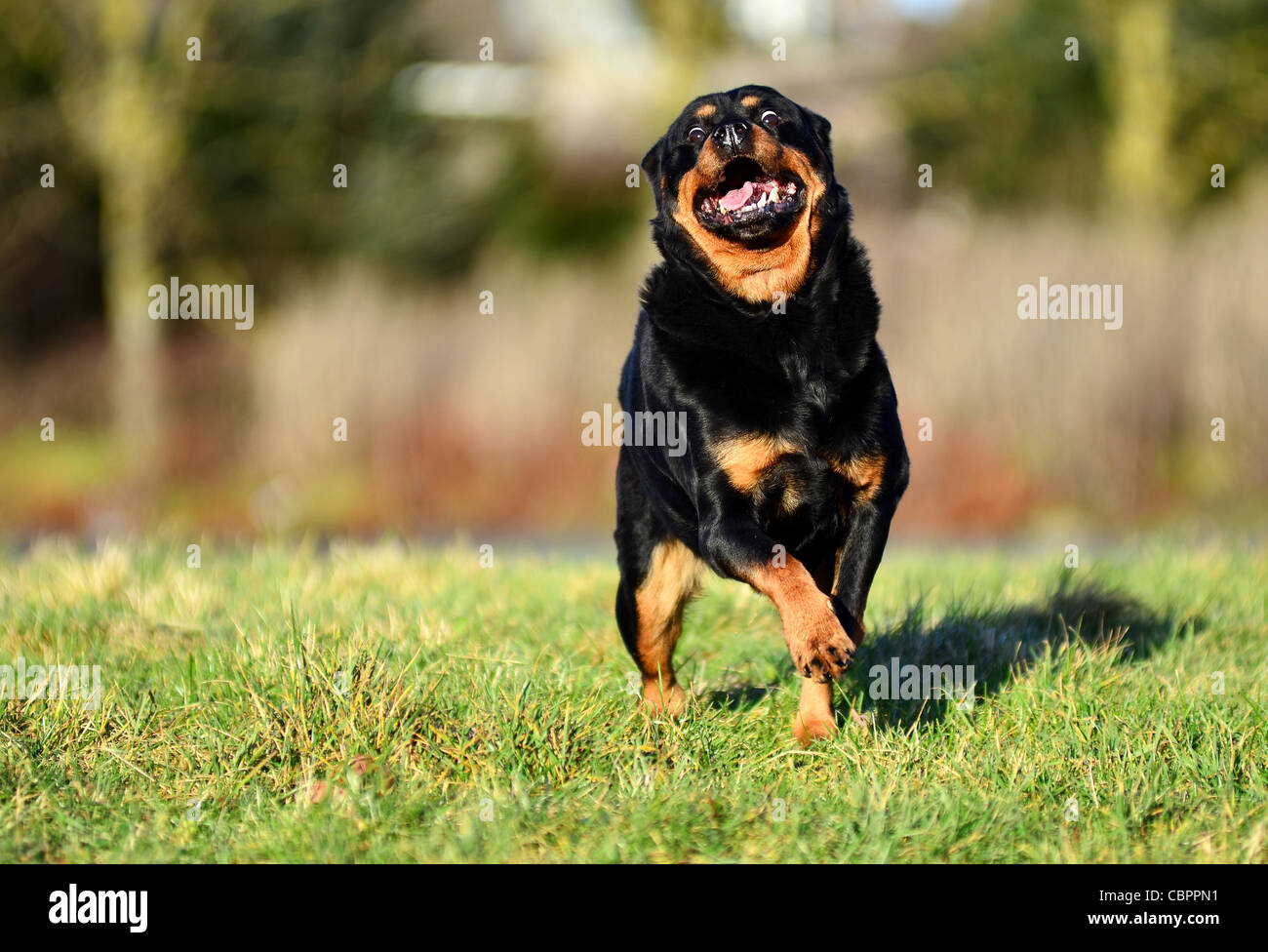 rottweiler dog in a field on a sunny day Stock Photo