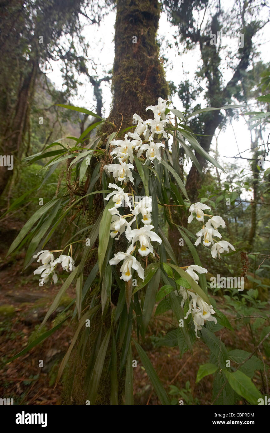Wild orchids growing on a tree near Chhomrong on the Annapurna circuit