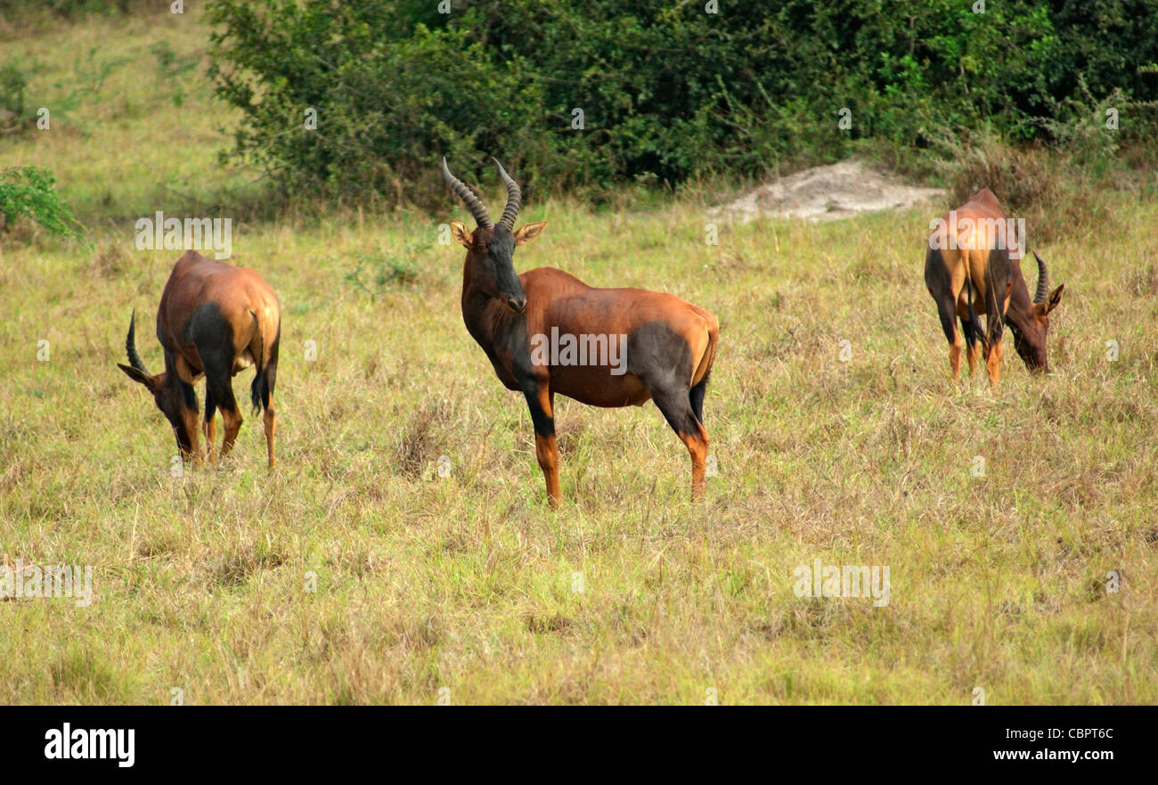 grassland scenery including some Tsessebe in Uganda (Africa) Stock Photo