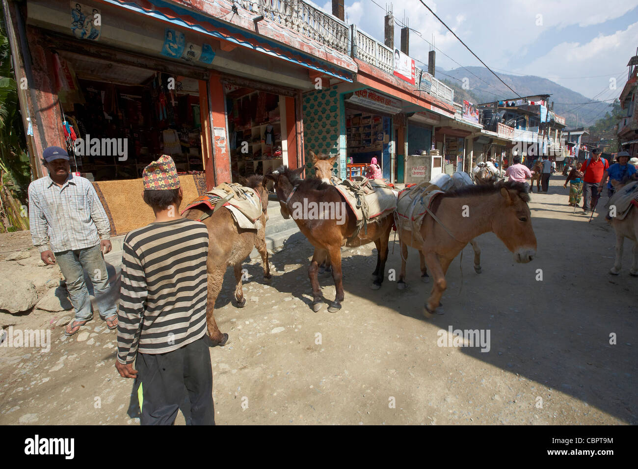 Horses and Donkey's used for carrying goods to isolated villages in the Himalayas, Naya Pul, Annapurna mountains, Nepal Stock Photo