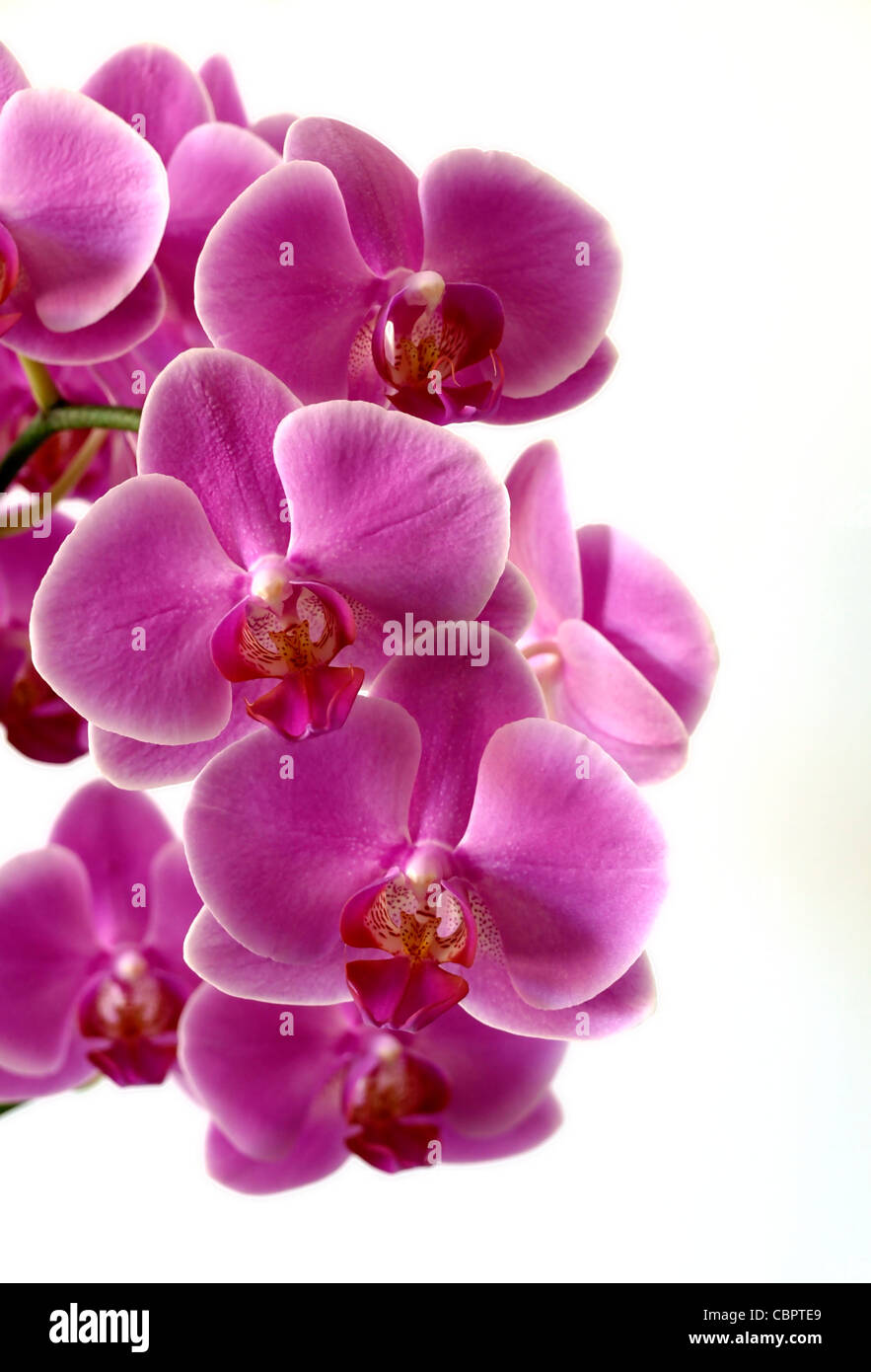 Pink orchid on a white background Stock Photo - Alamy
