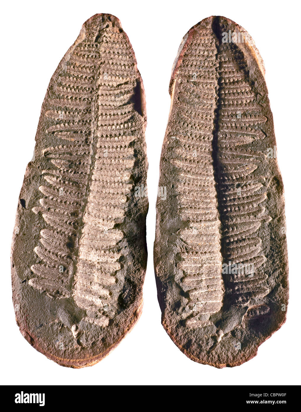 Fern Fossil, Alethopteris Sp. - Pennsylvanian Period - Mazon Creek, IL Stock Photo