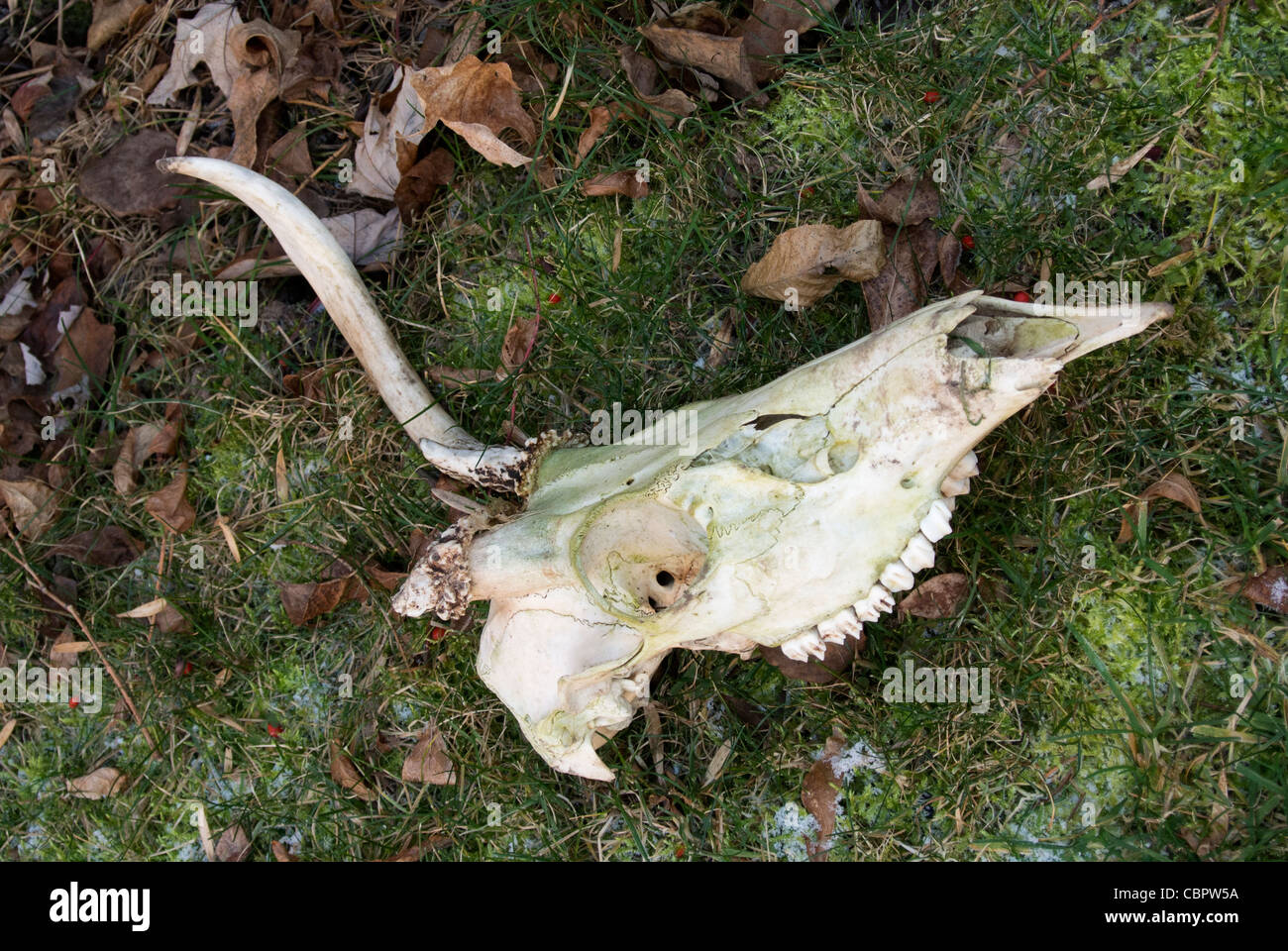 Deer skull. Stock Photo