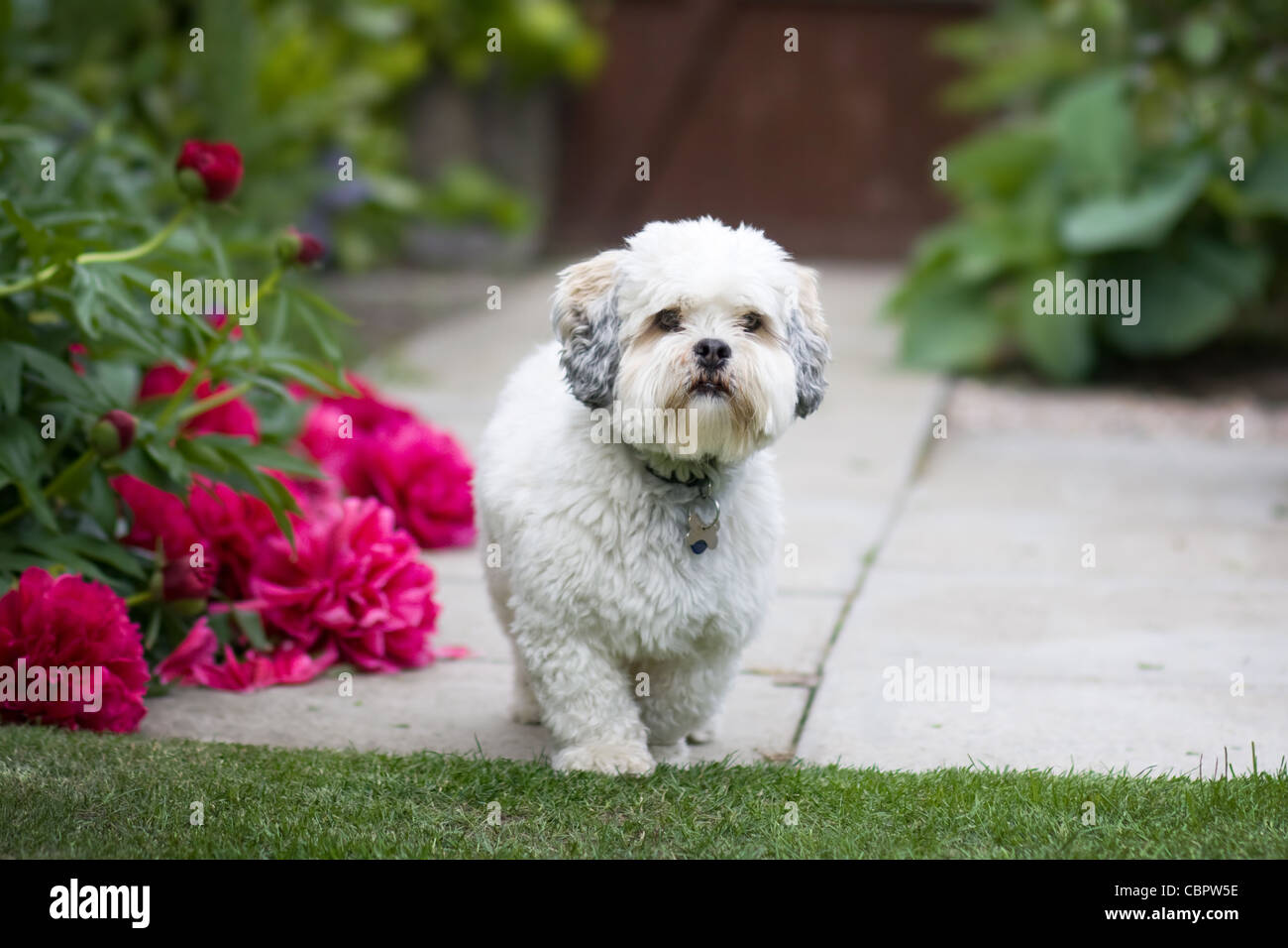 Lhasa apso curly outlet hair