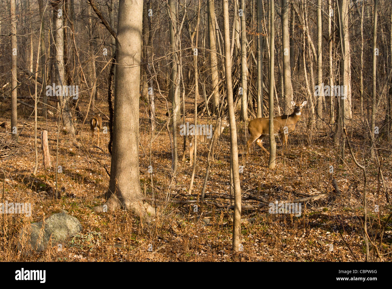 Whitetail deer in woods Stock Photo Alamy