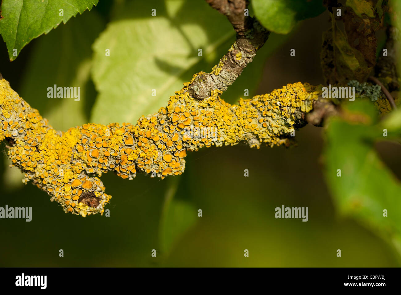 fruit tree with yellow lichen on branch Stock Photo