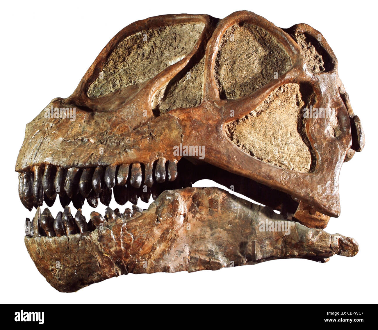 Fossil Sauropod Skull (Dinosaur), Camarasaurus, Late Jurassic, Dinosaur National Monument, Utah Stock Photo