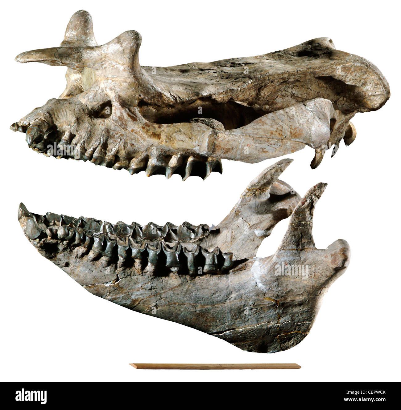 Brontotherium leidyi Skull Lower Jaw Early Oligocene Chadronian Chadron Formation Squaw Creek Nebraska Stock Photo