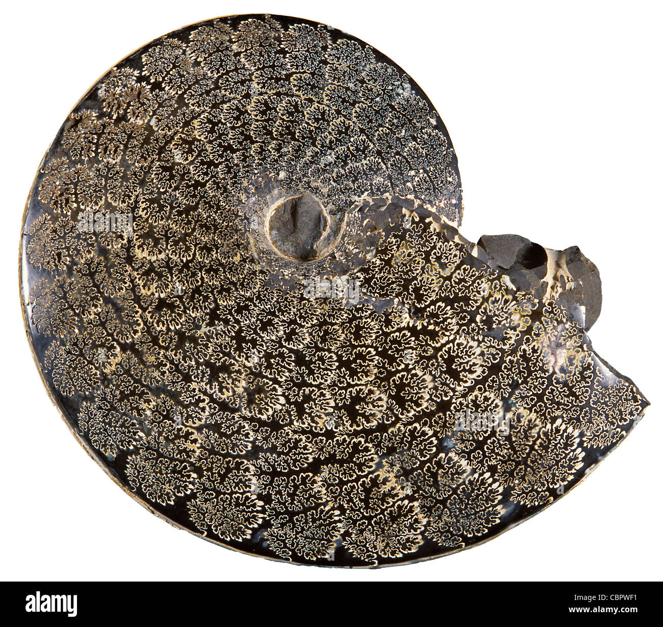 Fossil Ammonite Showing Growth Plates, Genus: Placenticeras Stock Photo