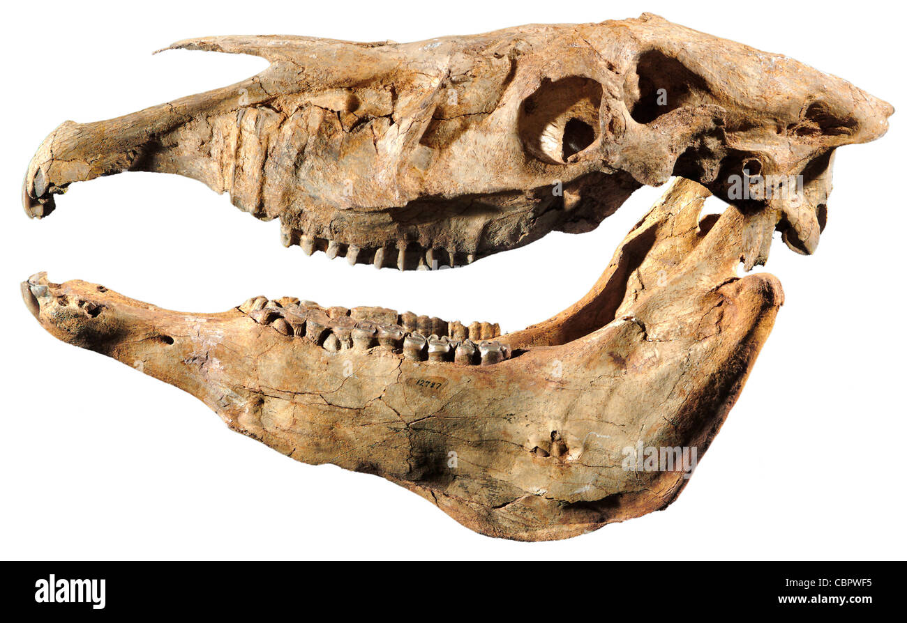 Plesippus shoshoensis, Fossil Horse Skull, Pliocene, Hagerman Lake, Idaho Stock Photo