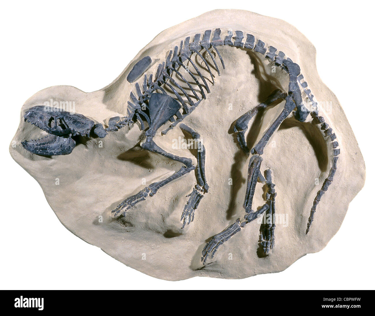 Mammal, Protoreodont Fossil Middle Eocene, Utah Stock Photo