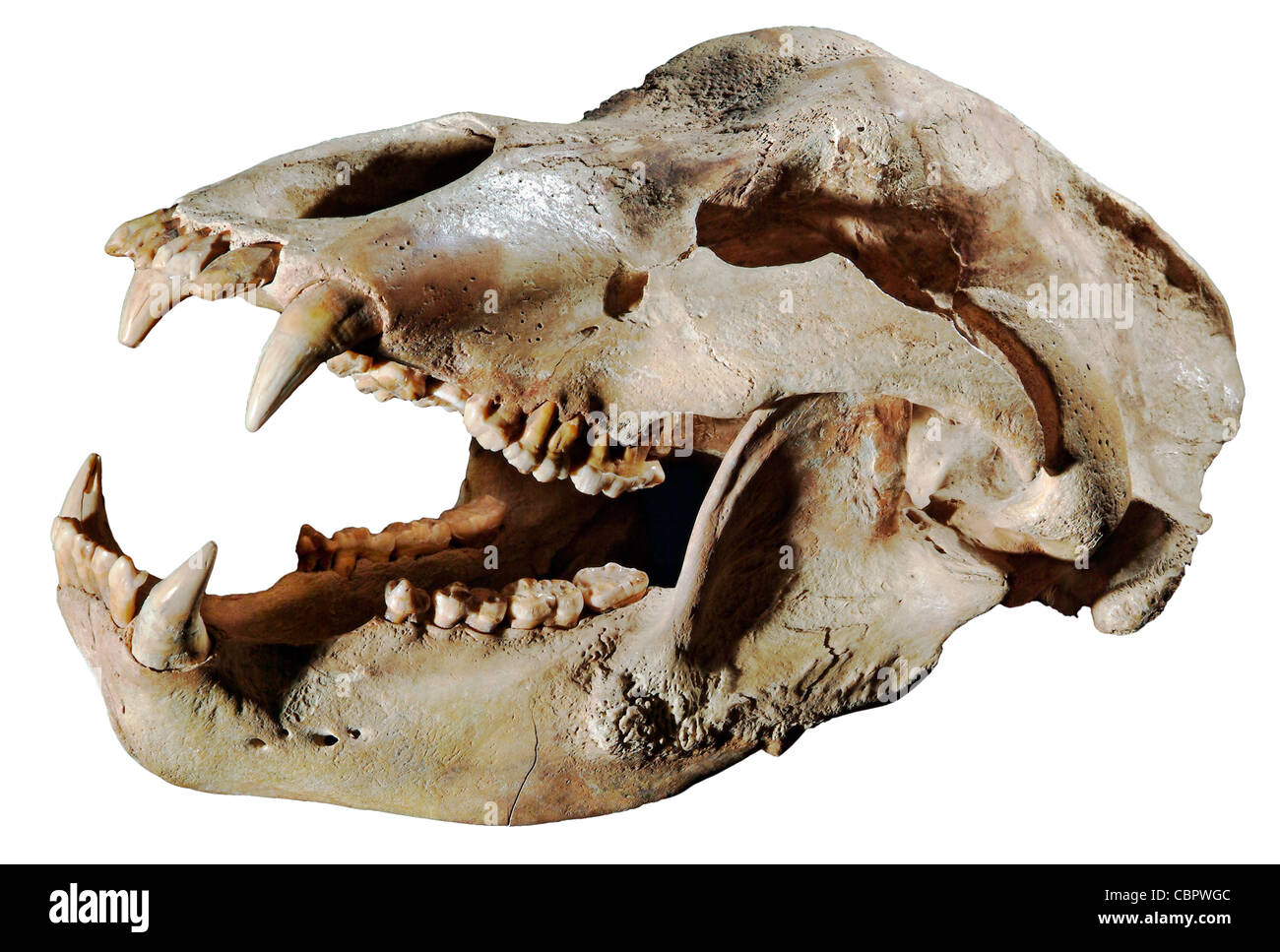 Cave Bear, Ursus spelaeus, Europe, Pleistocene (aprox 18 inches long) Stock Photo