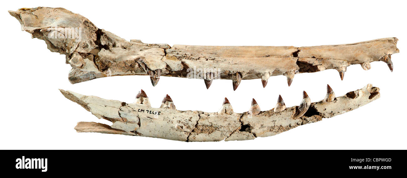 Xenorophus sp., Fossil Whale Skull, Late Oligocene, Shadow-Moss Plantation, South Carolina Stock Photo