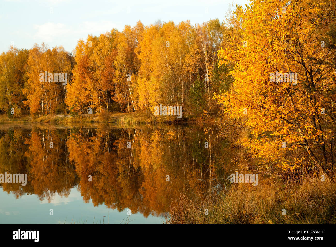 birch forest and pond in autumn scenery Stock Photo