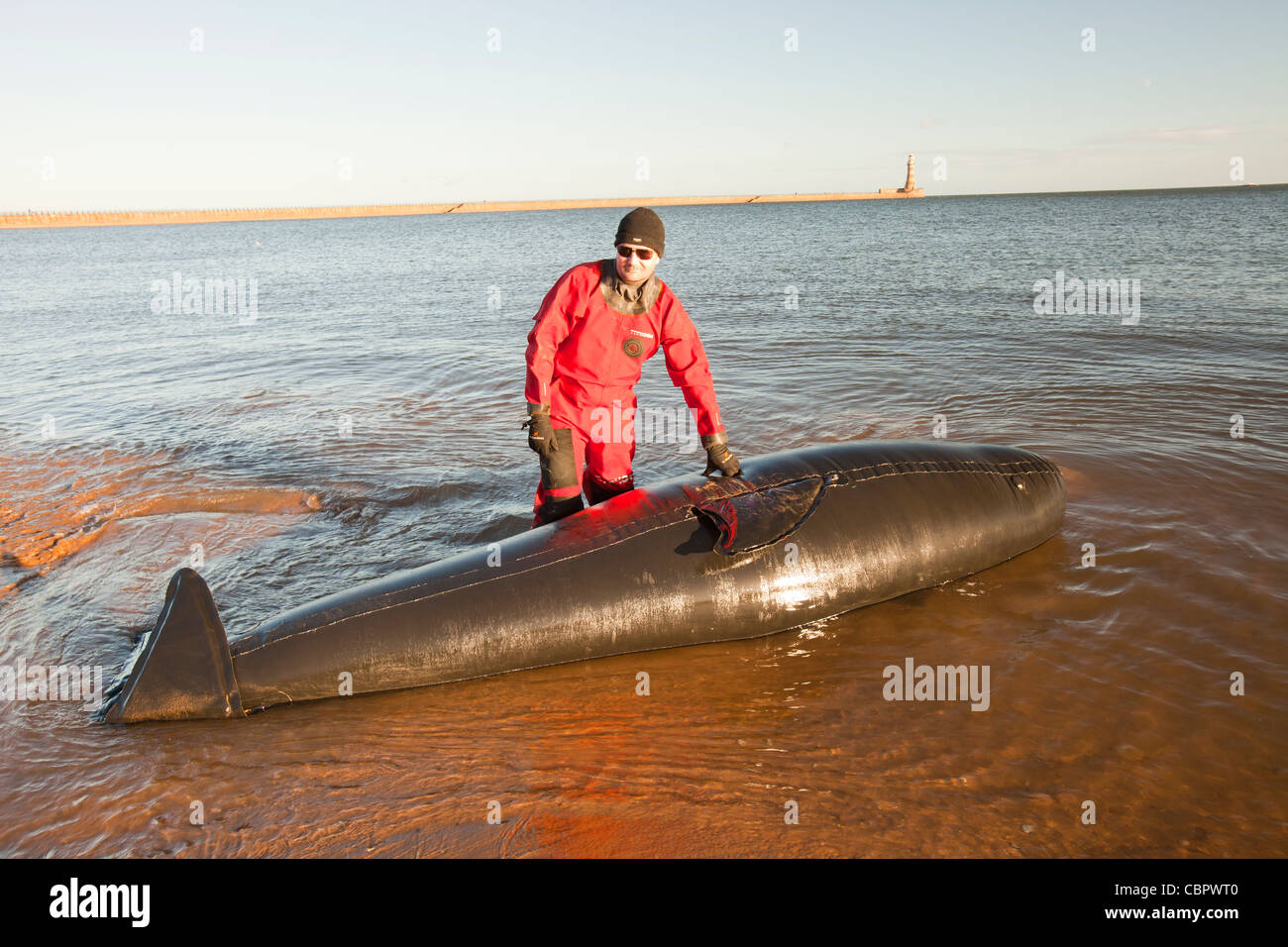 A training exercise by the marine wildlife rescue service to refloat a beached pilot whale at Sunderland, North East, UK. Stock Photo