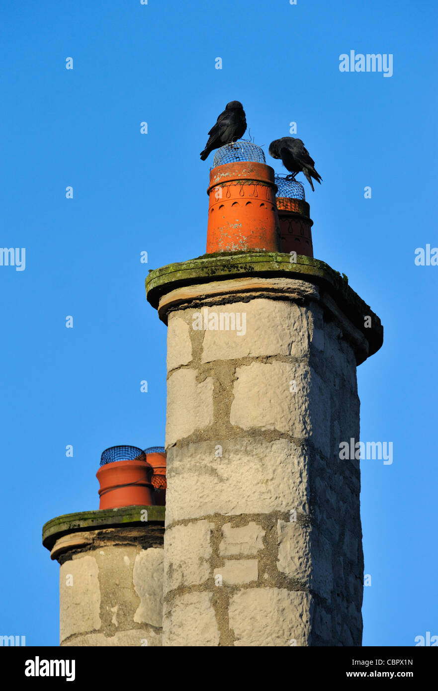 Two chimney stacks and two jackdaws. Burneside Road, Kendal, Cumbria, England, United Kingdom