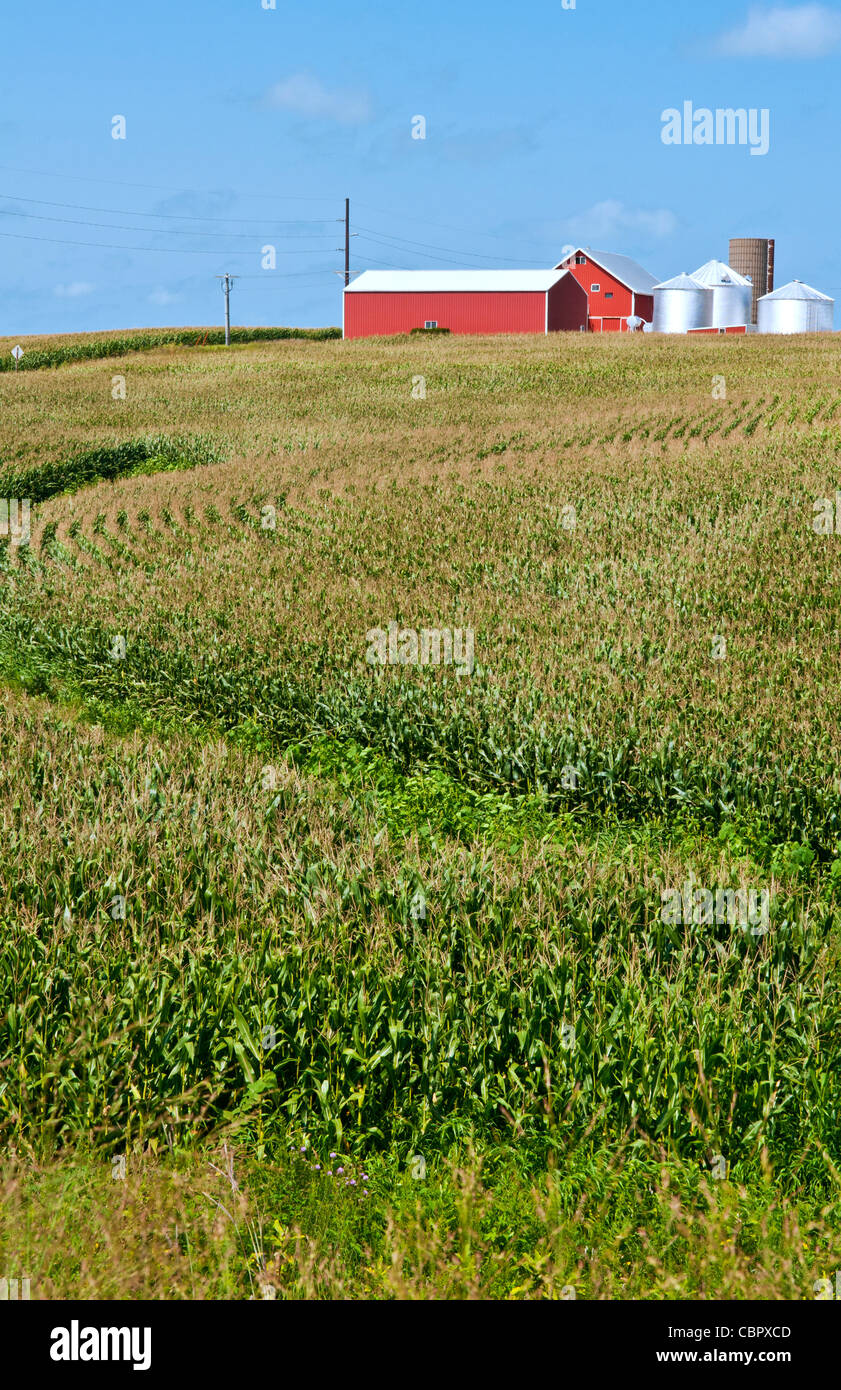 Perfect calendar image of farm near Dyersville Iowa with red barn and corn rows  Stock Photo