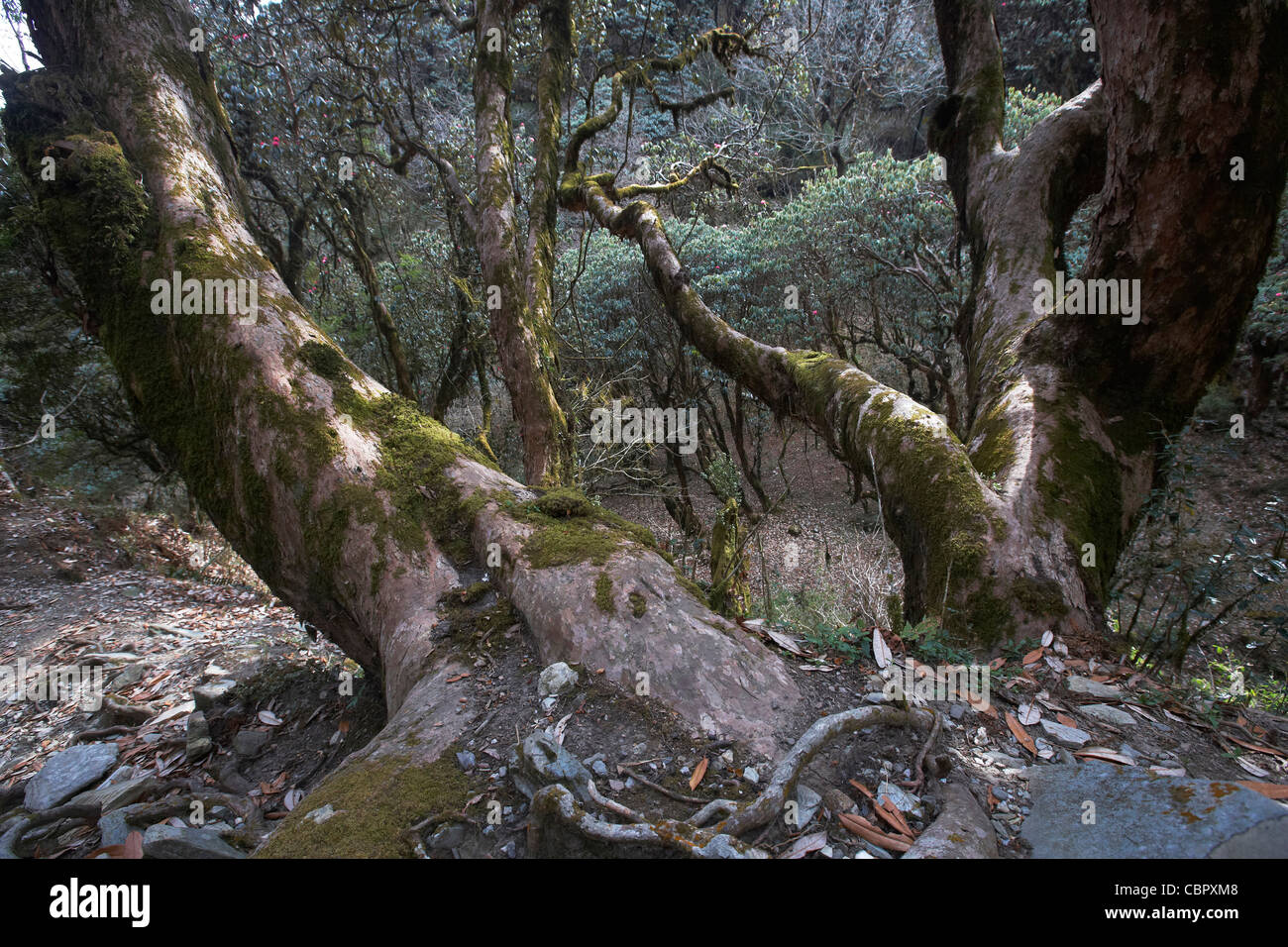 The lush forests and rhododendrons near Gorepani along the Annapurna circuit, Himalayas, Nepal Stock Photo