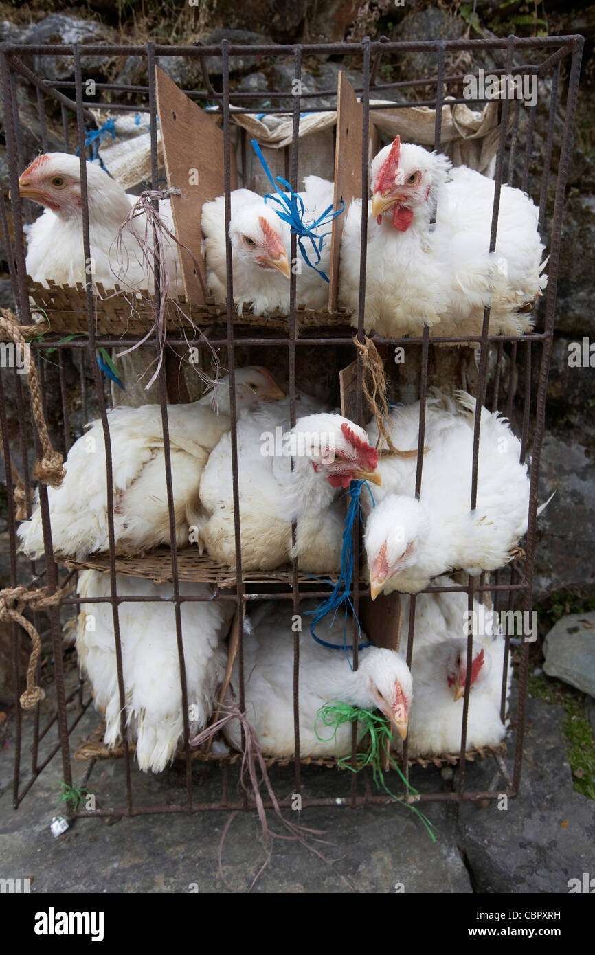 Nepal chicken hires stock photography and images Alamy
