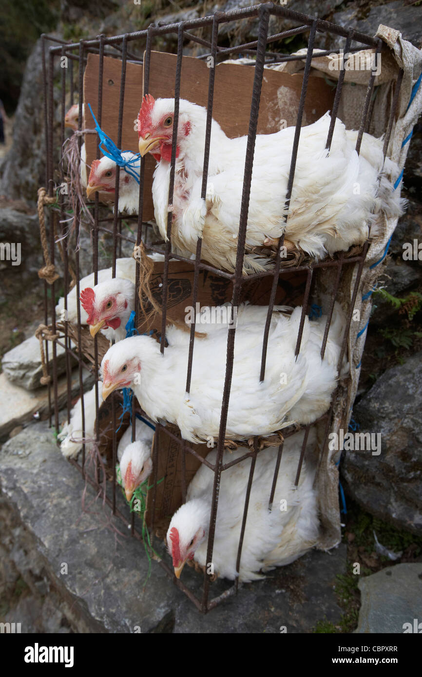 Chicken cages hires stock photography and images Alamy