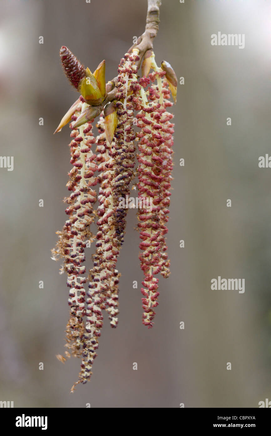 Hybrid Black Poplar Populus nigra x deltoids (P. x Canadensis) catkins. Stock Photo