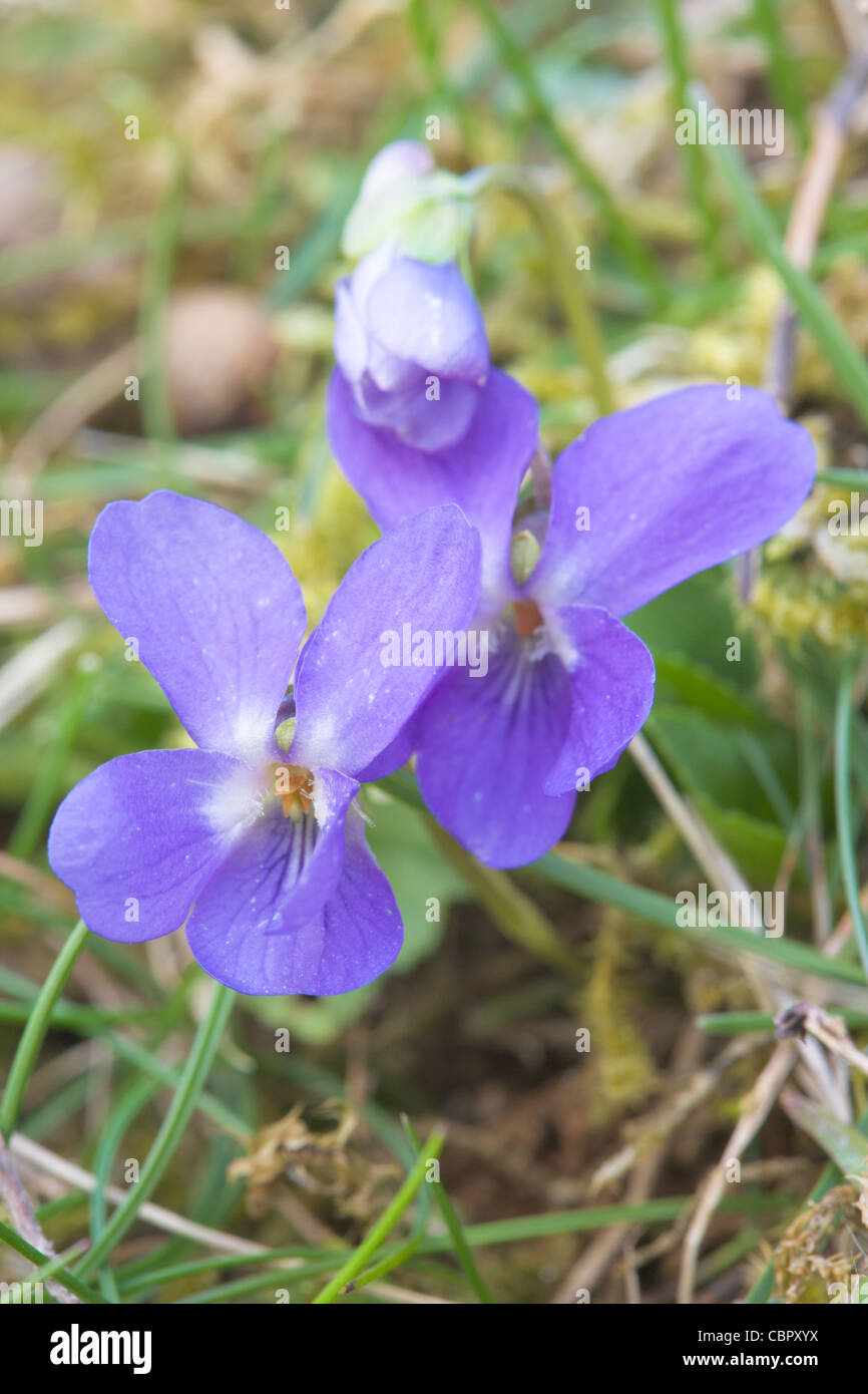 Common Dogviolet Viola riviniana flowers Stock Photo Alamy