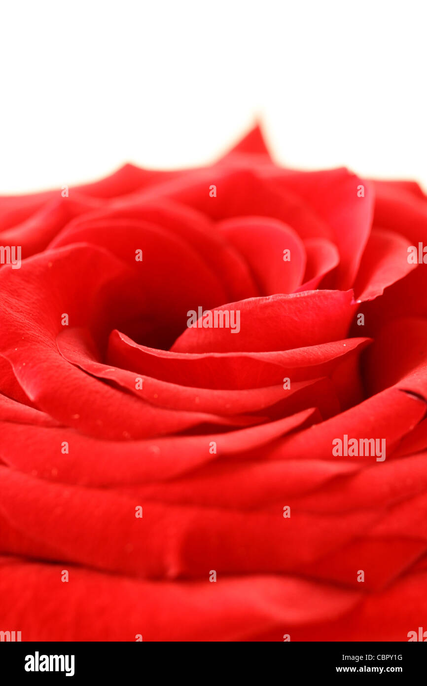 macro beautiful red rose background Stock Photo - Alamy