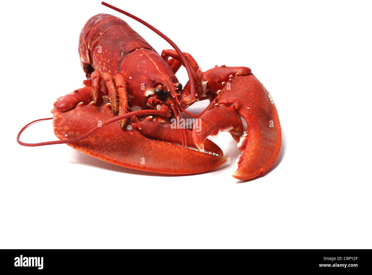 Breton lobster Stock Photo