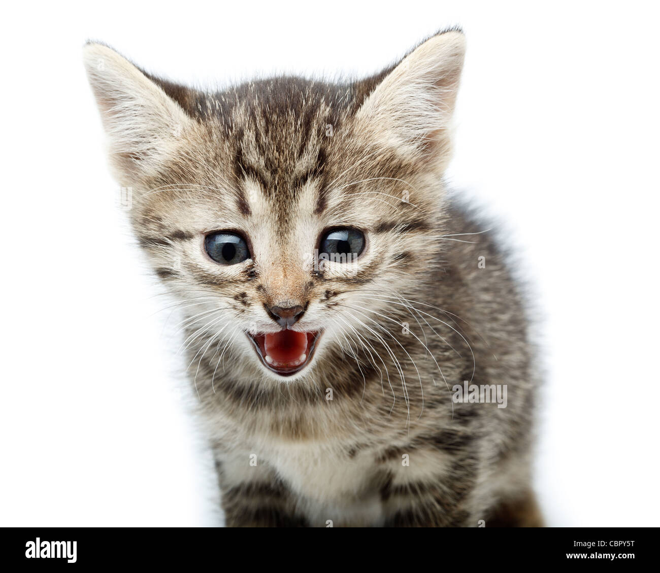 The kit in studio against a white background Stock Photo - Alamy