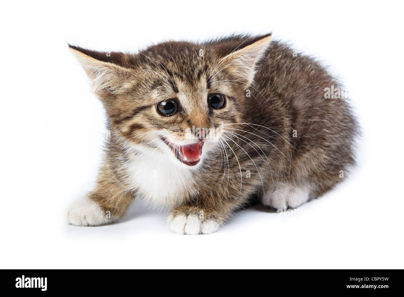 The kit in studio against a white background Stock Photo - Alamy