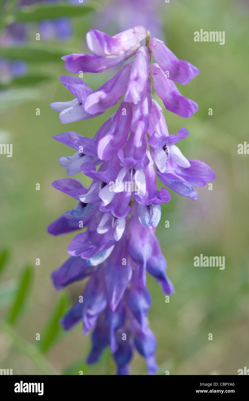 Vetch Bloom English vetch hi-res stock photography and images - Alamy