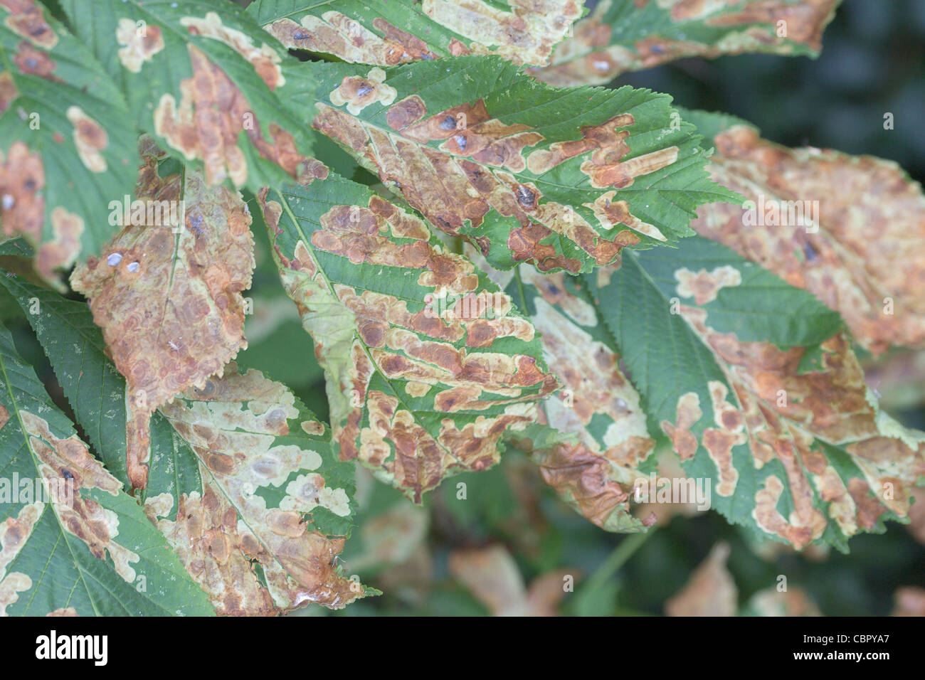 Horse Chestnut Aesculus hippocastanum leaves showing damage caused by