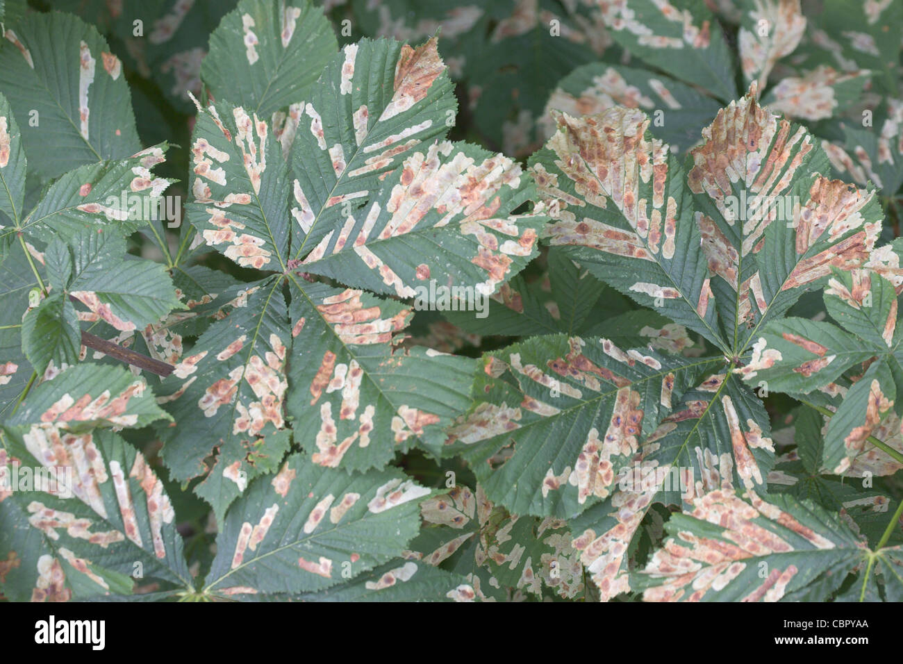 Horse Chestnut Aesculus hippocastanum leaves showing damage caused by Horse Chestnut Leafminer