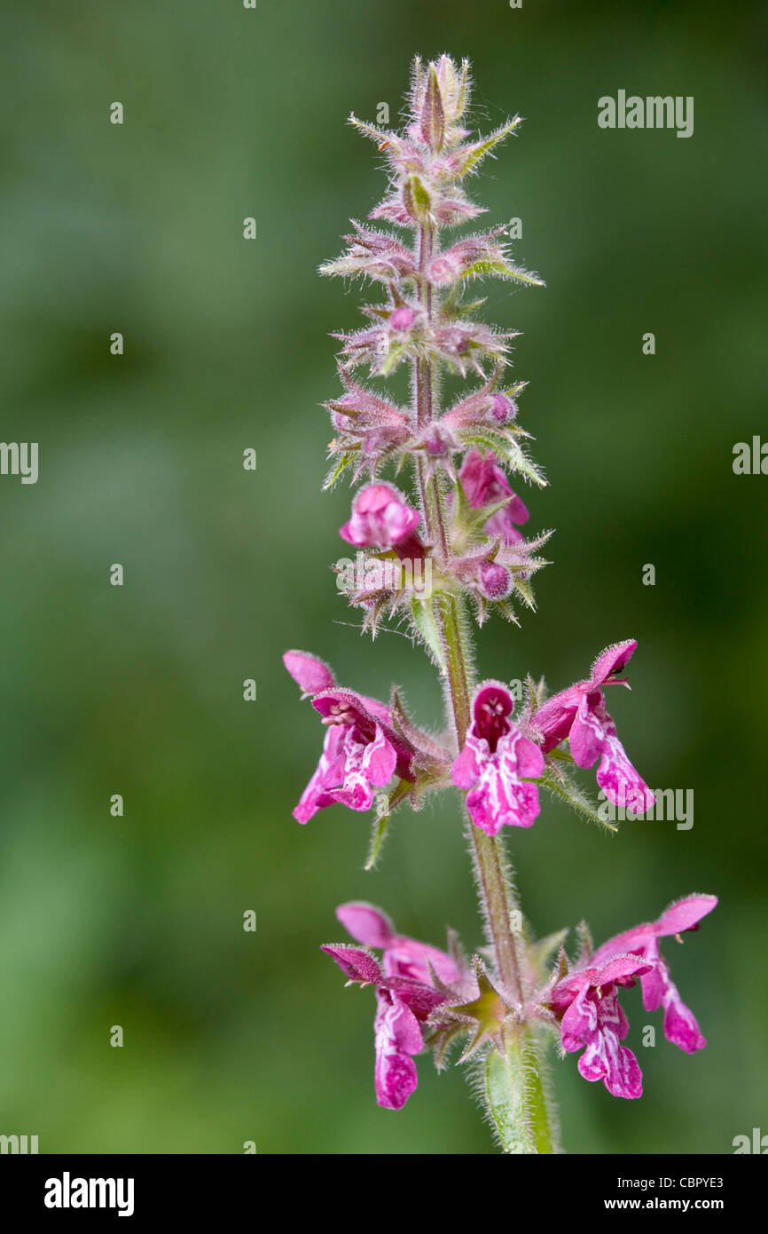Hedge Woundwort, Stachys sylvatica, flowers. Stock Photo