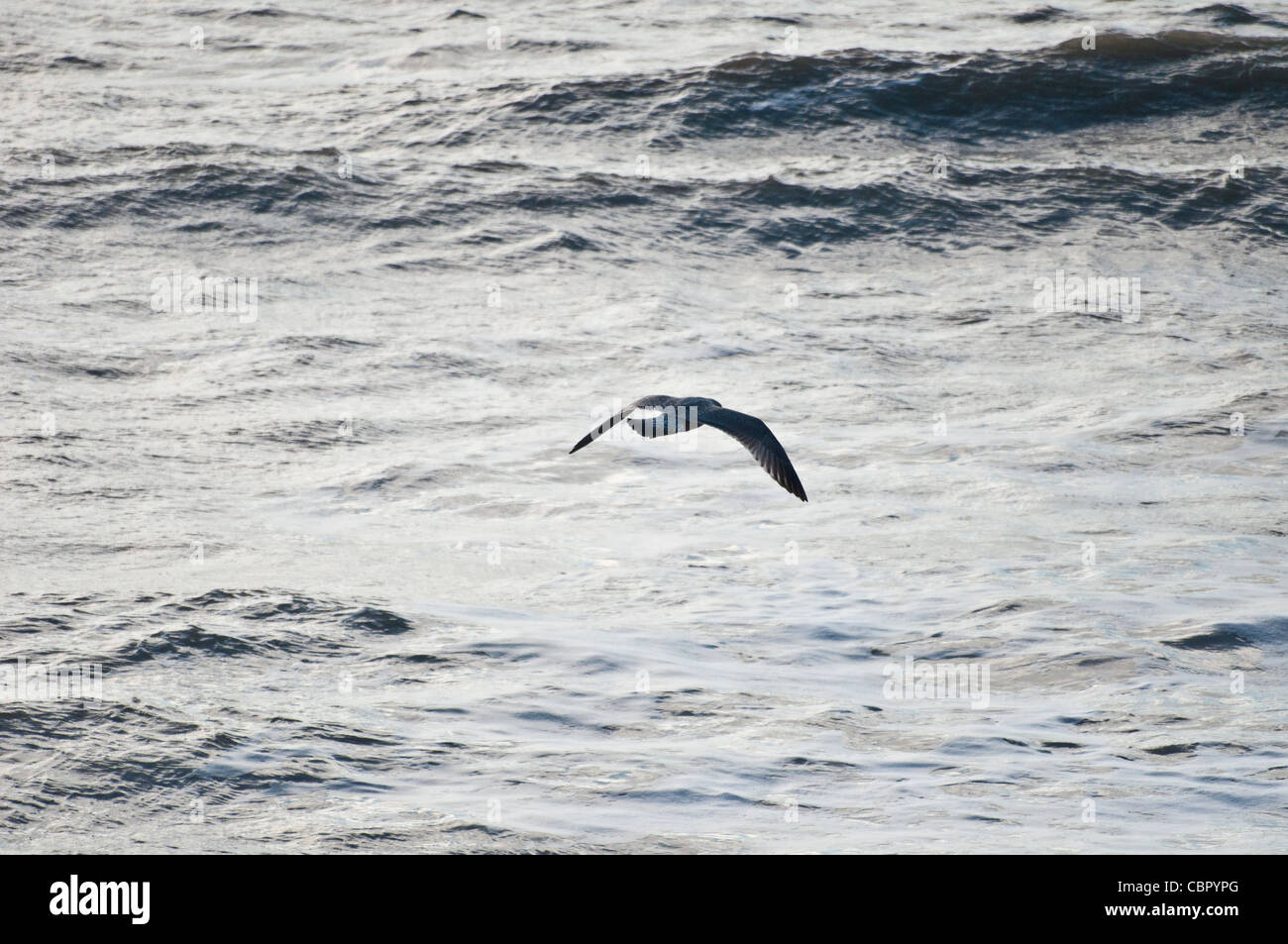 seagull flying across stormy sea Stock Photo