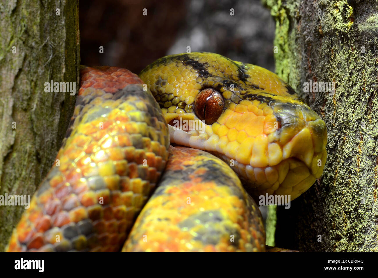 Yellow tree Boa Stock Photo - Alamy