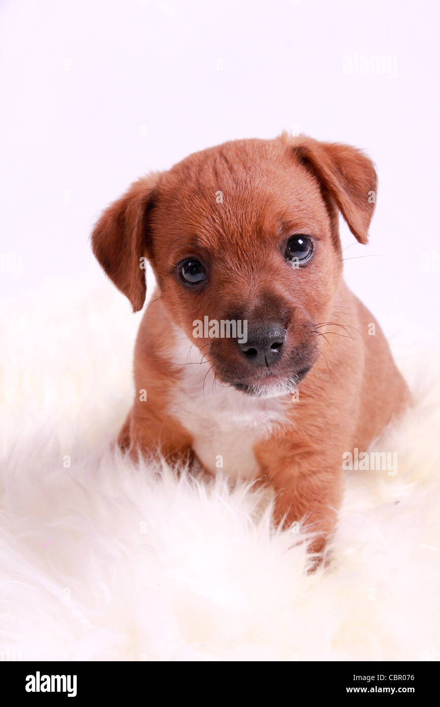 Puppy in a studio shot Stock Photo - Alamy