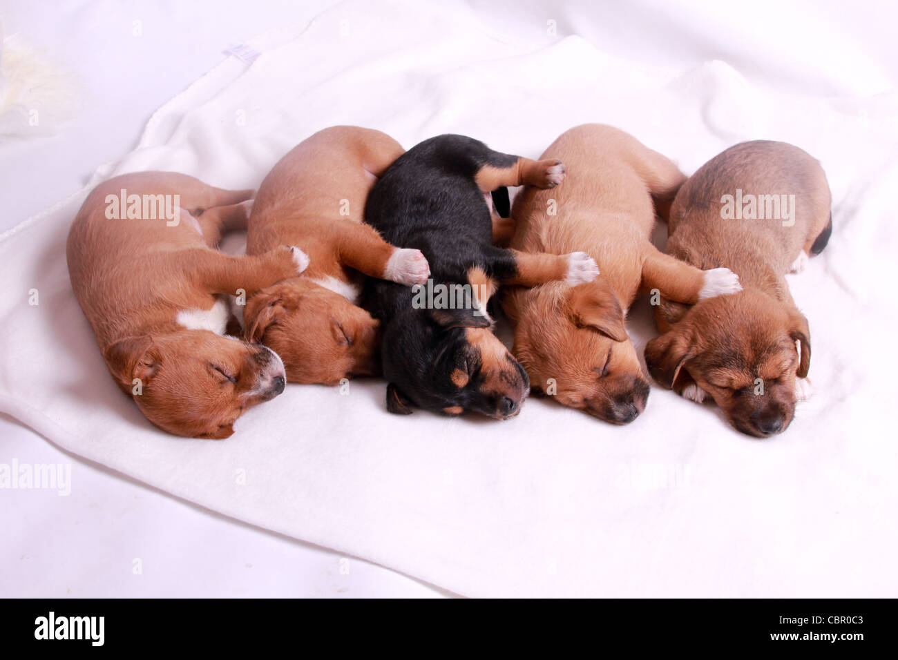 5 week old puppies sleeping Stock Photo